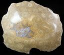 Polished Fossil Coral Head - Morocco #44930-1